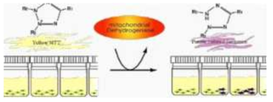 MTT assay에 의한 cell viability 측정 방법의 원리