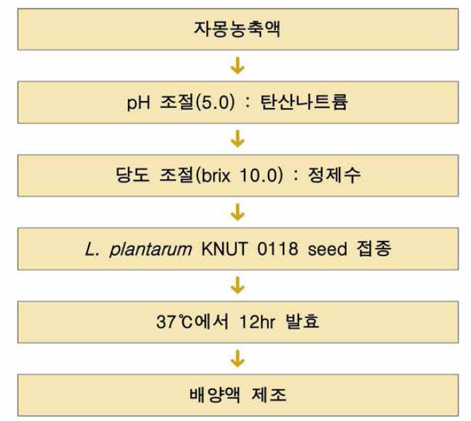 L plantarum KNUT 0118균주 배양액 제조과정