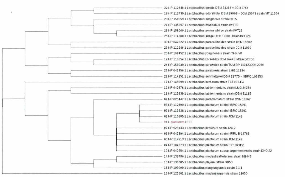Phylogenetic tree based on the Neighbor-Joining of 16S rRNA sequences the relationships of Lactobacillus plantarum from KCTC 3108