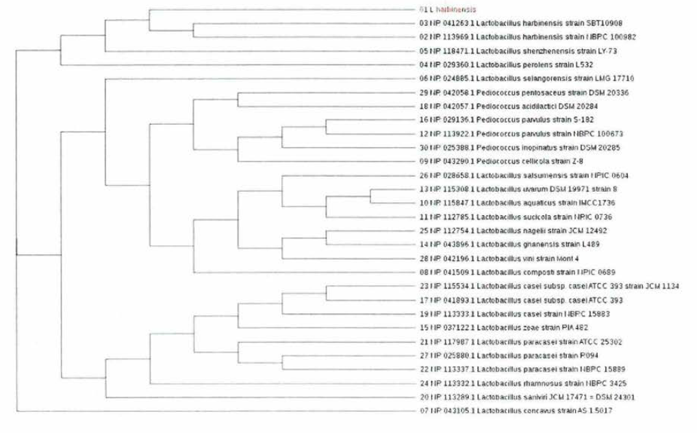 Phylogenetic tree based on the Neighbor-Joining of 16S rRNA sequences the relationships of Lactobacillus harbinensis