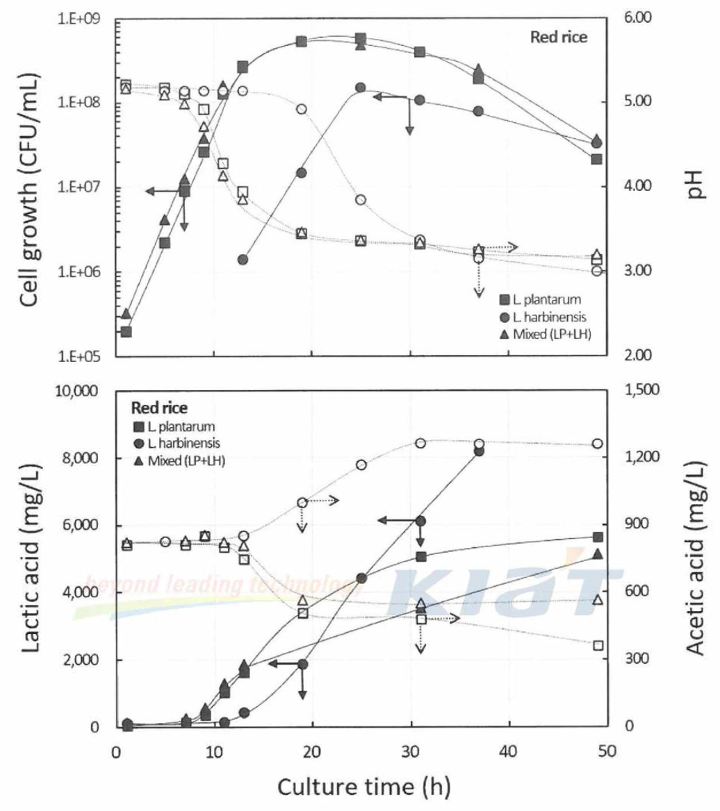 Culture profile of lactic acid fermentation with non-waxy rice by single and mixed inoculation of L plantarum and L. harbinensis