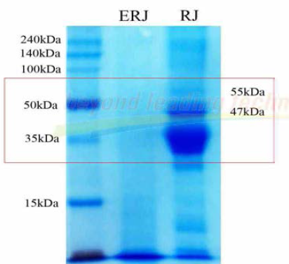 단백질 패턴변화 확인 결과 ERJ ： 효소처리 로얄젤리,(Enzy-R™, 원료), RJ ： 동결건조 로얄젤리 (원재료)