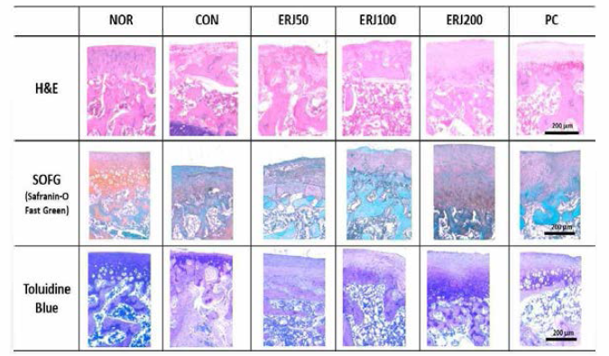 Effects of ERJ on histopathological changes of knee joint in Rats