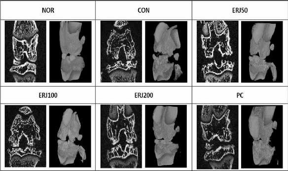 Effects of ERJ on Micro-CT of knee joint in Rats