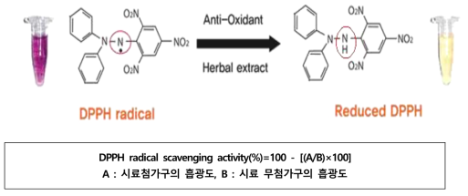 DPPH 라디칼 소거능 측정