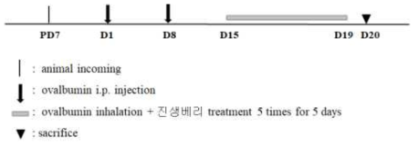 Ovalbumin을 통한 과민성 호흡기 증상 동물모델 제작 및 진생베리 추출물 투여