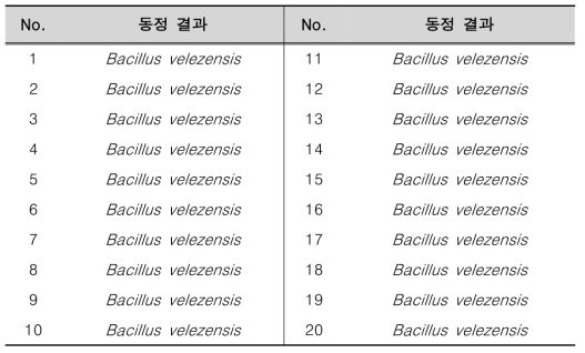 종균 집락의 16S rRNA 분석 결과