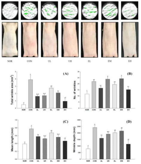 Effect of Vaccinium uliginosum berry on total wrinkle area (A), number of wrinkles (B), mean length (C), wrinkle depth (D) and mean depth (E) in UVB-irradiated mouse skin. NOR: normal group; CON: UVB-control group; UL: low dose of V. uliginosum treated group; UH: high dose of V. uliginosum treated group; EL: low dose of extract treated group; EM: middle dose of extract treated group; EH: high dose of extract treated group. Data are expressed as means ± standard error (n=6) and the different letters indicate significant differences at p<0.05 by Tukey’s test