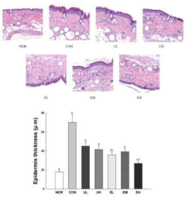 Effect of Vaccinium uliginosum berry on epidermis thickness in UVB-irradiated mouse skin. NOR: normal group; CON: UVB-control group; UL: low dose of V. uliginosum treated group; UH: high dose of V. uliginosum treated group; EL: low dose of extract treated group; EM: middle dose of extract treated group; EH: high dose of extract treated group. Data are expressed as means ± standard error (n=6) and the different letters indicate significant differences at p<0.05 by Tukey’s test