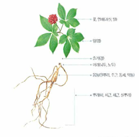 산양삼의 형태와 구조