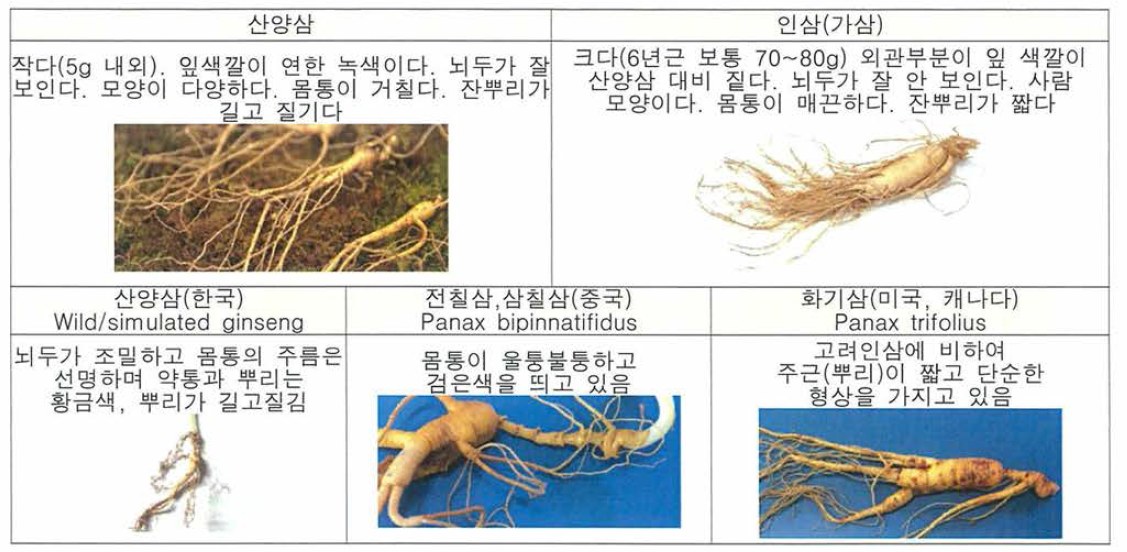 산양삼의 특징