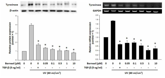 Borneol의 tyrosinase 발현 억제 효과. UV: 60 mJ/㎠, TGF: TGF-β (5 ng/ml). * UV 처리군 대비 p<0.05. n=3. β-actin과 GAPDH가 각각 단백질과 mRNA 정량 시 internal control로 사용되었음