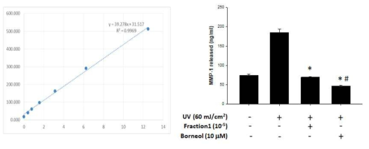 정유 분획 및 borneol 처리에 따른 활성 MMP-1 생성 평가. Human active MMP-1 ELISA를 이용해 배지 속으로 방출된 활성 MMP-1의 양을 측정하였음. *UV 처리군 대비 p<0.05. #control 군 대비 p<0.05. n=4