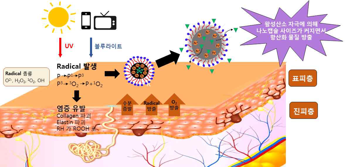 활성산소 발생 환경 (UV, 블루라이트, 미세먼지 등)에서 활성산소 민감성 페로센 나노캡슐의 항산화물질 방출 모식도