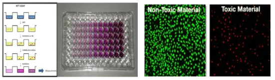 생물학적 안전성 평가(세포독성, 세포활성 평가)