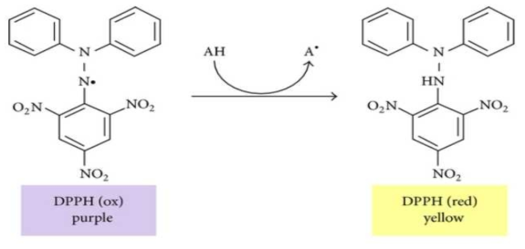 DPPH Radical 소거 활성