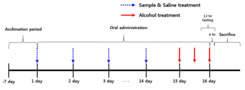 마우스 알코올 유도 급성 간 손상 모델 in vivo 실험 디자인