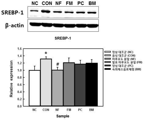 지방합성 조절인자인 SREBP-1 단백질 발현량 측정
