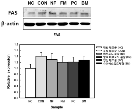 지방합성 조절인자인 FAS 단백질 발현량 측정