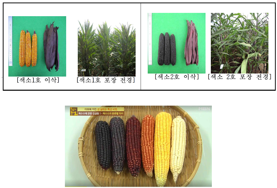 강원도 농업기술원 옥수수연구소 개발 자색옥수수 품종
