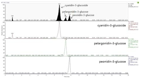 안토시아닌 3종 분석 데이터(LC/MS/MS)