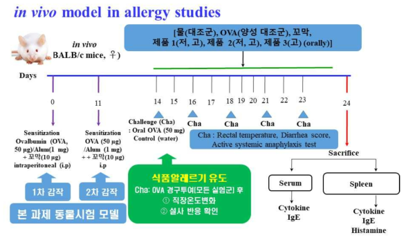 식품 알레르기 마우스 동물모델 제작 및 in vivo 실험에 대한 연구계획