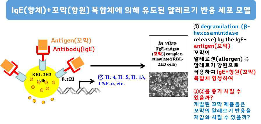 IgE+antigen(꼬막) 복합체에 의해 알레르기 반응이 유도된 RBL-2H3 세포모델 및 개발된 꼬막 제품들의 알레르기 반응 저감화 실험에 대한 요약