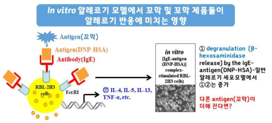 IgE+antigen (DNP-HSA) 복합체에 의해 알레르기 반응이 유도된 RBL-2H3 세포 내에서 꼬막 및 개발된 제품들의 영향에 실험에 대한 요약