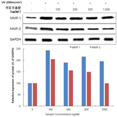 UV 조사에 의한 HDF세포에서 석류 추출물의 MMP-1과 MMP-3의 단백질 발현