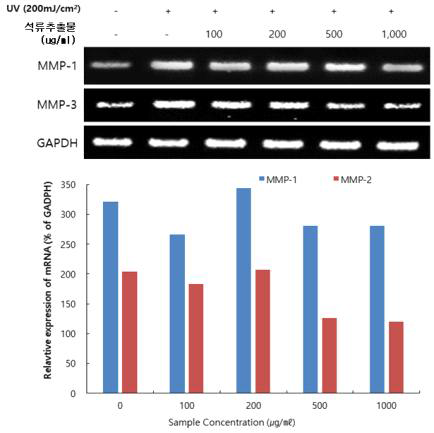 UV 조사에 의한 HDF세포에서 석류 추출물의 MMP-1과 MMP-3의 mRNA 발현