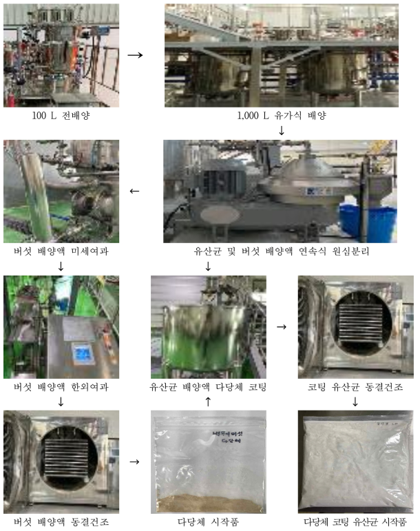 α-mannan 함유 다당체 코팅 유산균 시작품 제조공정도