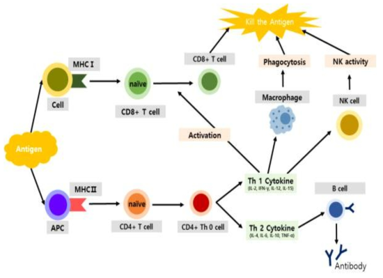 항원에 의한 면역반응의 메커니즘
