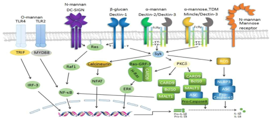 다당체-Dectin receptor에 의한 면역 Signalling