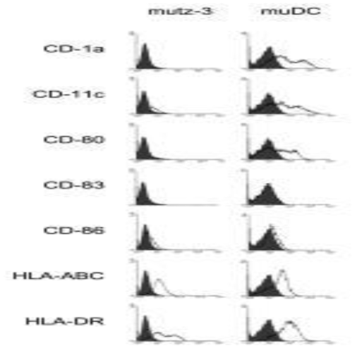 Expression of dendritic cell surface marker. muDC was differentiated by GM-CSF, IL-4, TNF-α for 48hr