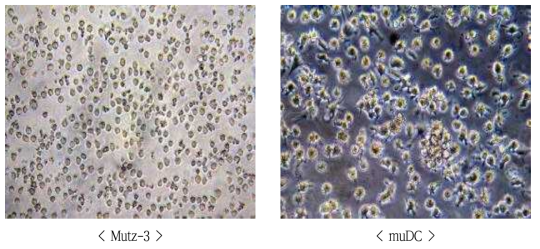 Difference of cell morphology between Mutz-3 (Top) and muDC (48hr, Bottom)