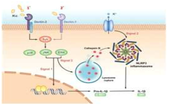 A working model—Dectin-2/Dectin-1 and their downstream signals regulate H. capsulatum-induced NLRP3 inflammasome activation. *Tzu-Hsuan Chang et al., PLoS Pathog. 2017 Jul; 13(7)