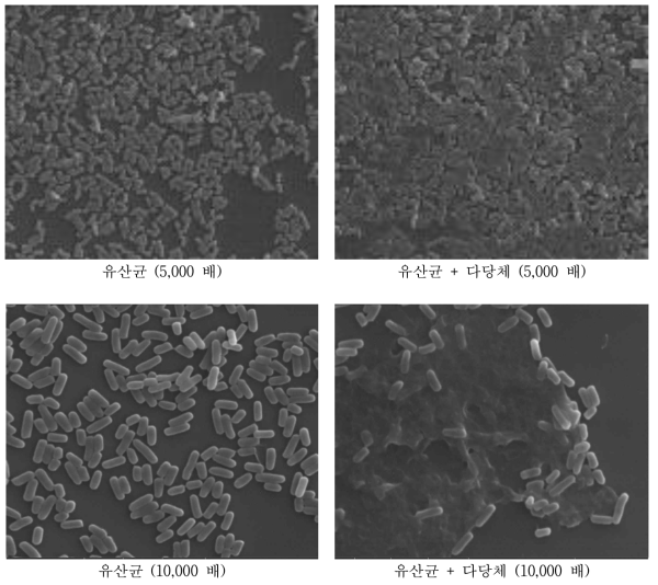 다당체 코팅 유산균 대조군과 실험군의 주사현미경 사진