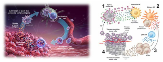 암세포의 면역학적 세포 사멸 작용 기전