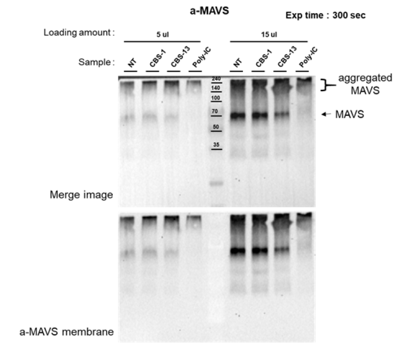 CBS-13-BPS 처리에 따른 MAVS aggregation 확인