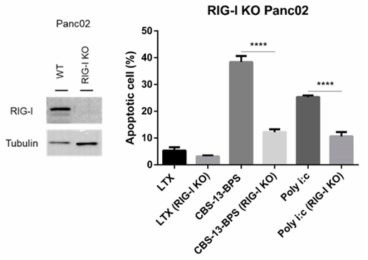 RIG-I KO Panc02 세포주에서 CBS-13-BPS의 세포사멸능