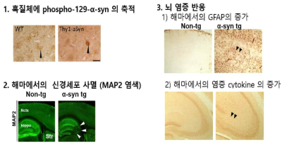 α-syn 과발현시킨 형질전환 생쥐 뇌에서의 병리 증상. 1) 흑질체를 포함한 뇌의 광범위한 부위에서 α-syn 의 과다 축적 발생 (Chesselet et al., (2012)), 2) 해마에서 CA1, CA3 부위의 눈에 띄는 신경 세포 사멸 발생 (Games et al., (2014)), 3) 성상세포 (astrocyte)의 염증 관련 마커인 GFAP 발현, 교세포 (microglia)의 염증 관련 마커인 Iba-1 (데이터 생략), 및 염증 사이토카인 인 IL-1β, IL-6, TNFα 등의 발현 증가가 확인됨 (당사 데이터). 해당 데이터는 모두 mThy-1 driver로 과발현된 형질전환생쥐에서 획득된 데이터이며, PDGFβ와 같은 다른 driver를 이용한 형질전환생쥐에서도 해당 병리 증상은 유사하게 나타남 (Rockenstein et al., (2002); Bae et al., (2012); Masliah et al., (2011))