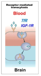 receptor-mediated transcytosis 의 모식도. 혈액 쪽에 존재하는 transferrin 혹은 IGF1 등의 리간드는 뇌혈관내피세포의 표면에 존재하는 transferrin receptor 혹은 IGF1R 에 결합하여 internalize 된 후 세포 반대편, 즉 뇌 쪽으로 전달됨. 현재 항체의약품 관련 BBB 셔틀은 해당 메커니즘을 이용하기 위하여 뇌혈관내피세포 표면에 발현되는 수용체의 항체로서 개발되고 있음