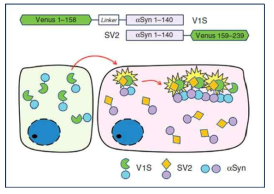 α-syn의 세포 간 전파 (cell-to-cell transmission)를 분석하는 BiFC assay 모식도