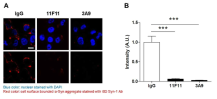 항-α-syn 선도항체 처리에 의한 α-syn 응집체의 세포 표면 결합 억제 효능 분석. A, α-syn 응집체 처리 후 선도항체 첨가, 10분 후 세포 고정 후 항-α-syn 항체 (BD, Syn-1 Ab)로 염색. (푸른색: 세포핵 (DAPI), 붉은색: α-syn). B, random high-power field 이미징 후 붉은 색의 intensity 분석 결과. ***, p<0.0001 (ANOVA with post-hoc Tukey test)