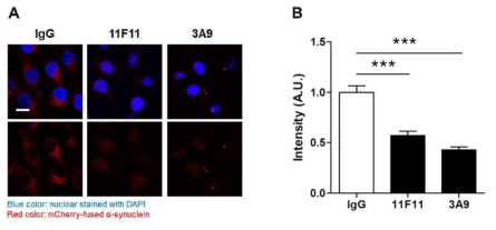 항-α-syn 선도항체의 세포 분비 α-syn 의 전파에 대한 억제 효능 분석. A, 5 μg/ml 선도항체 처리 후 O/N incubation한 recipient cell 이미지 사진 (푸른색: 세포핵(DAPI), 붉은색: α-syn); B, random high-power field 이미징 후 붉은 색의 intensity 분석 결과. ***, p<0.0001 (ANOVA with post-hoc Tukey test)