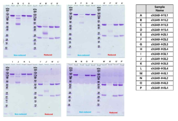 소내 생산 16종의 3A9 인간화 항체의 순도 분석 (SDS-PAGE)