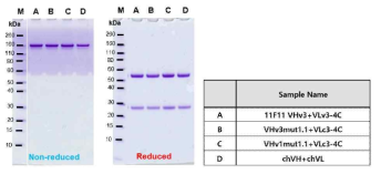 11F11 인간화 항체 정제 후 SDS-PAGE 분석 결과
