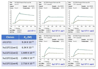 Affinity maturation (rescue) 11F11 항체들의 binding affinity 분석