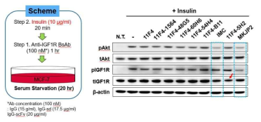 insulin의 IGF1R 시그널링에 대한 후보 항체들의 영향 평가