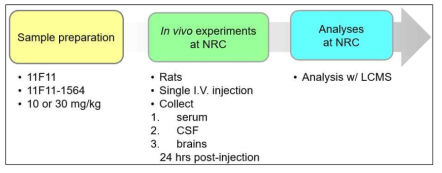 NRC에서 진행한 1564 클론의 in vivo BBB 통과능 분석 실험 계획. rat에 단회 투여 후 24시간 뒤에 serum, CSF, brain에서의 항체량을 질량 분석으로 확인함 (rat 마리수 /그룹=3)